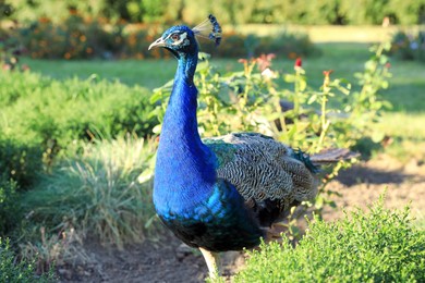 Photo of One beautiful peacock in nature reserve on sunny day