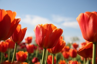 Photo of Beautiful red tulip flowers growing in field on sunny day, closeup