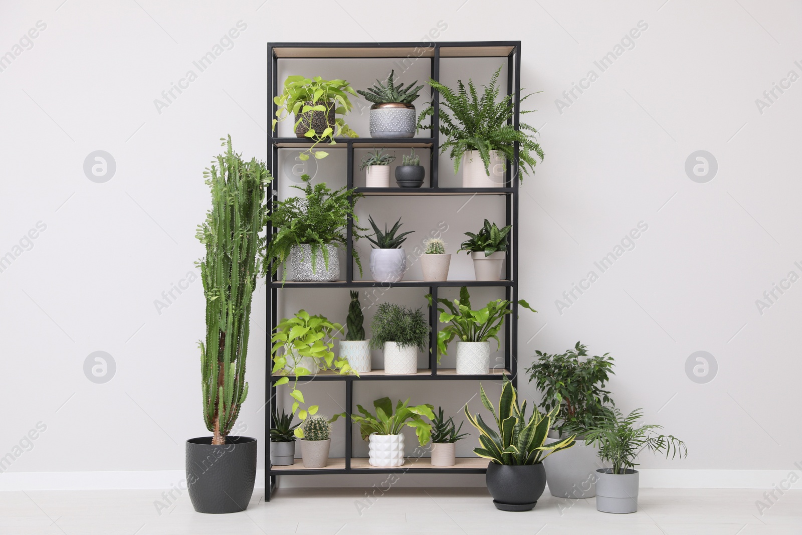 Photo of Shelving unit with many beautiful houseplants near white wall indoors. Interior design