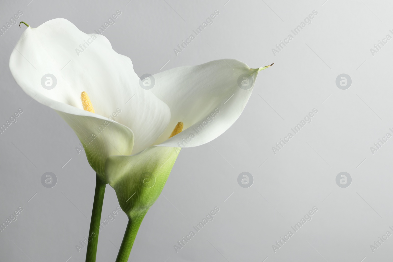 Photo of Beautiful calla lily flowers on white background