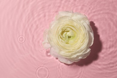 Photo of Beautiful white rose in water on pink background, top view. Space for text