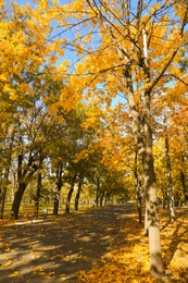 Beautiful view of autumn park on sunny day