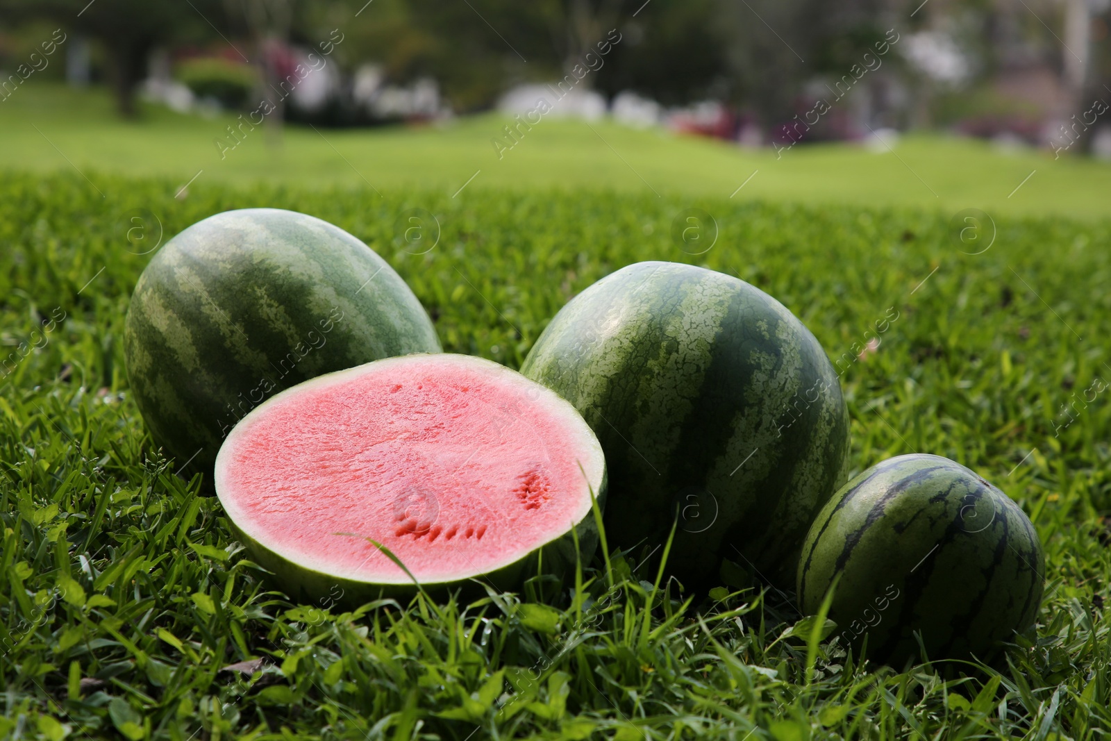 Photo of Delicious ripe watermelons on green grass outdoors