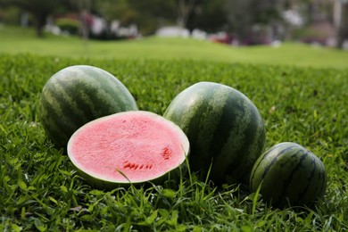 Delicious ripe watermelons on green grass outdoors