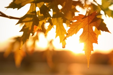 Tree branch with sunlit golden leaves in park, closeup. Autumn season