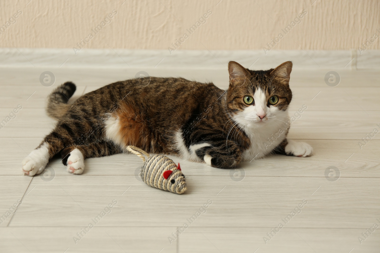 Photo of Cute cat with knitted toy on floor at home. Lovely pet