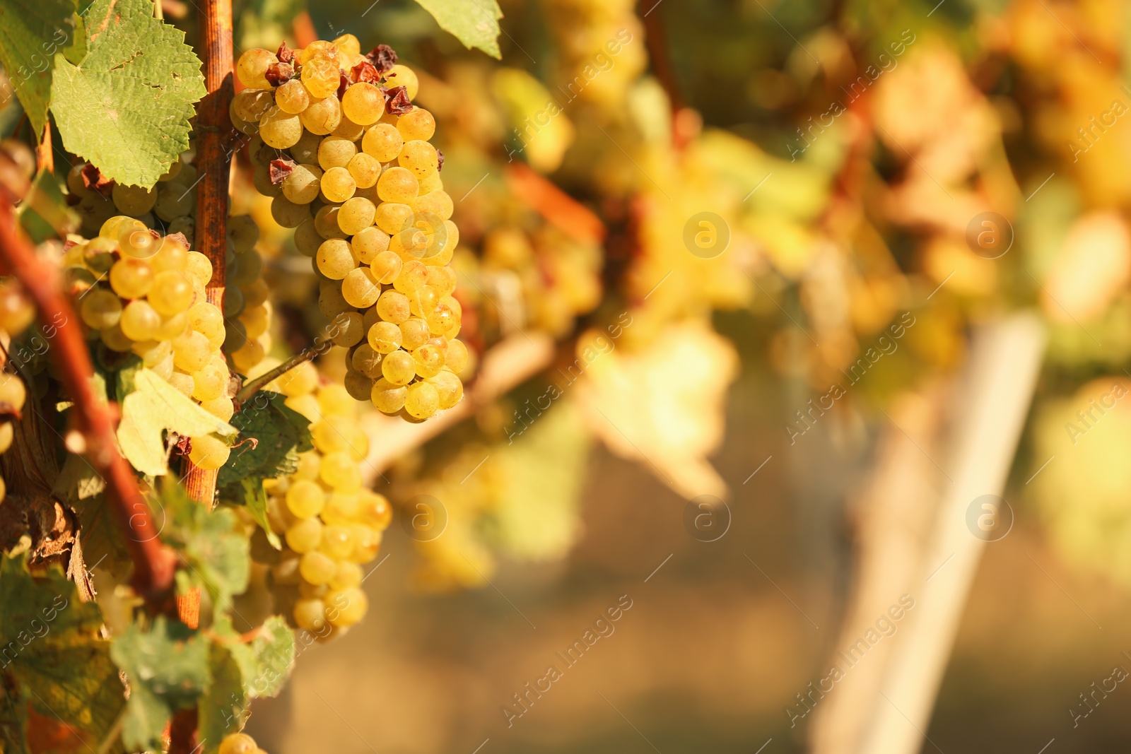 Photo of Fresh ripe juicy grapes growing on branches in vineyard