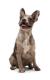 Cute French Bulldog sitting on white background