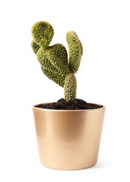 Photo of Beautiful green Opuntia cactus in ceramic pot on white background