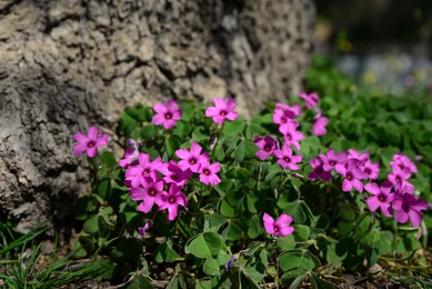 Beautiful blooming shamrocks growing near tree outdoors on sunny day