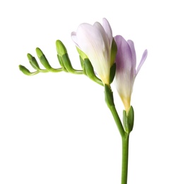 Photo of Beautiful freesia with fragrant flowers on white background