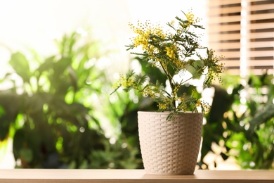 Beautiful mimosa plant in pot on table, space for text