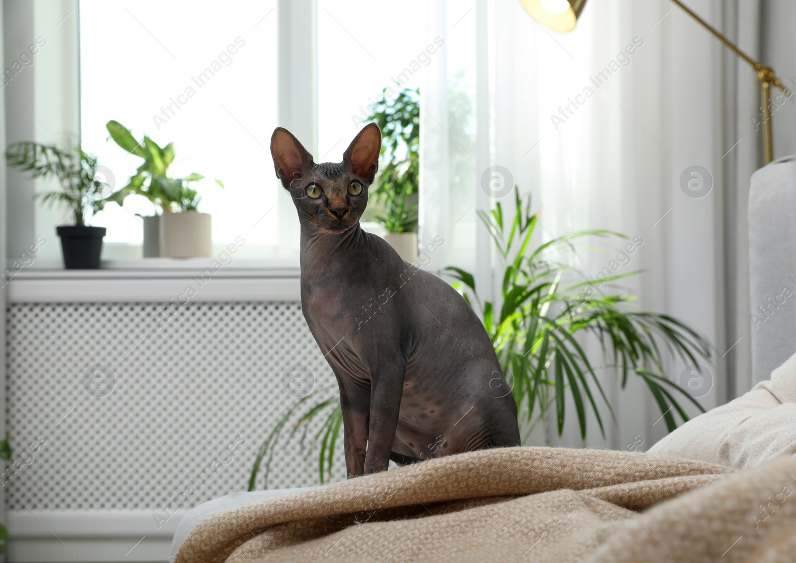 Photo of Curious sphynx cat on sofa at home