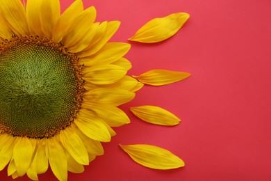 Beautiful sunflower and petals on pink background, flat lay. Space for text