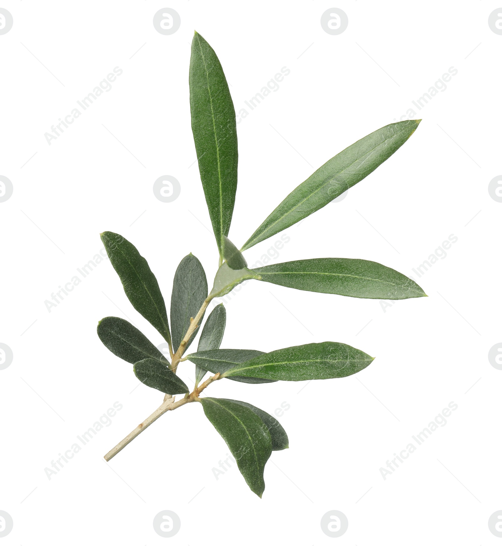 Photo of Olive tree branch with green leaves on white background