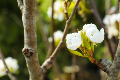 Beautiful spring blossoms on tree in garden, closeup