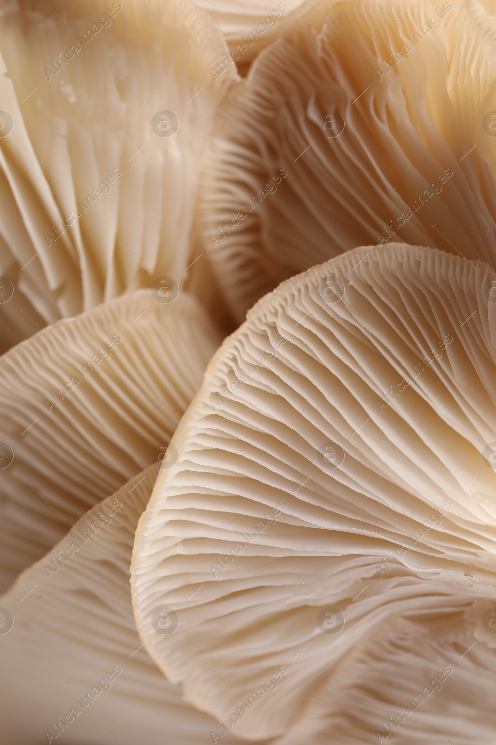 Photo of Macro view of fresh oyster mushrooms as background