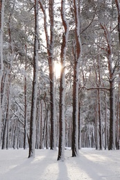 Photo of Picturesque view of beautiful forest covered with snow