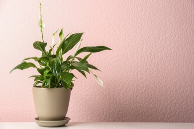 Photo of Pot with peace lily on table against color wall. Space for text