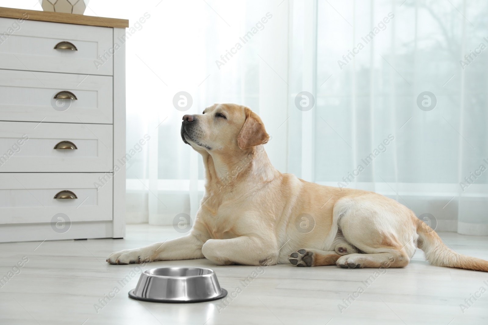 Photo of Yellow labrador retriever with feeding bowl on floor indoors