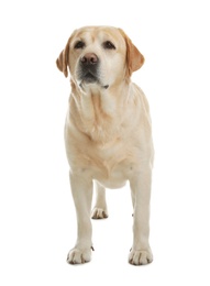 Photo of Yellow labrador retriever standing on white background