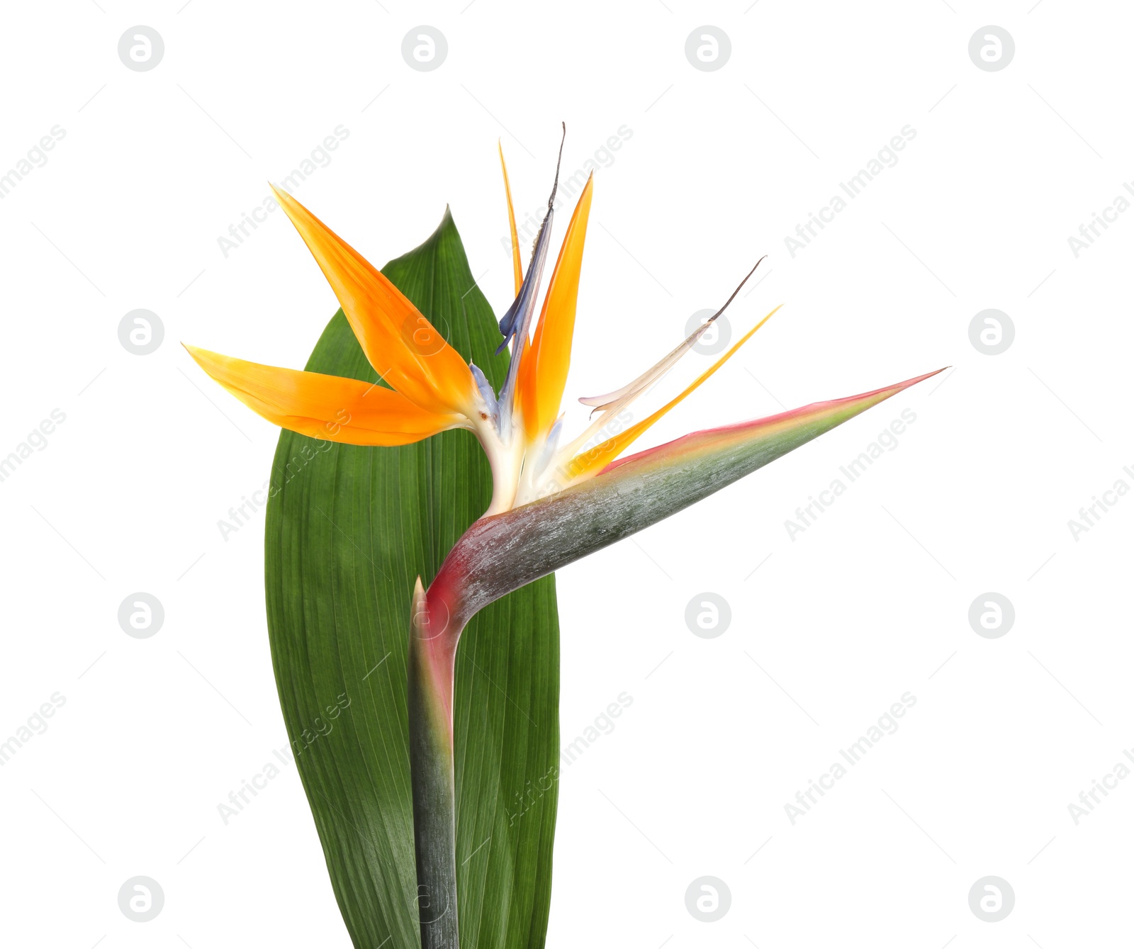 Photo of Bird of Paradise tropical flower isolated on white