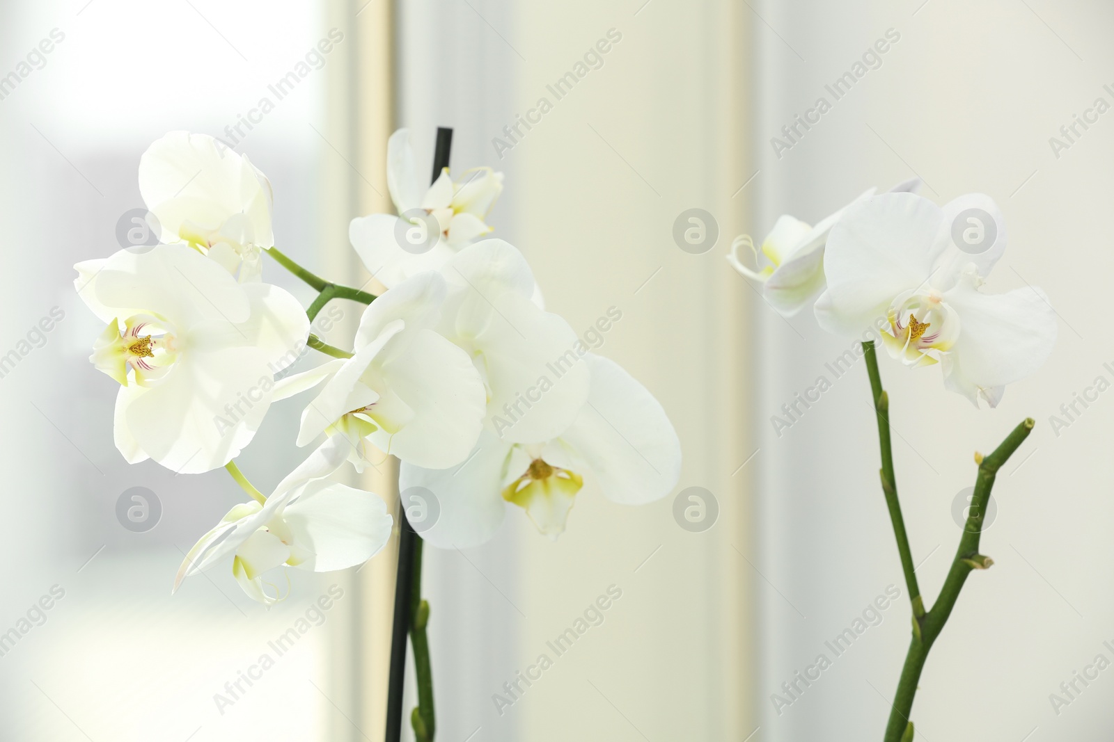 Photo of Branches with beautiful orchid flowers near window, closeup