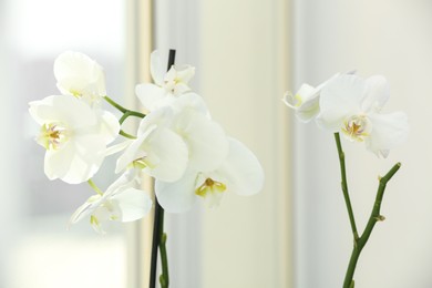 Branches with beautiful orchid flowers near window, closeup