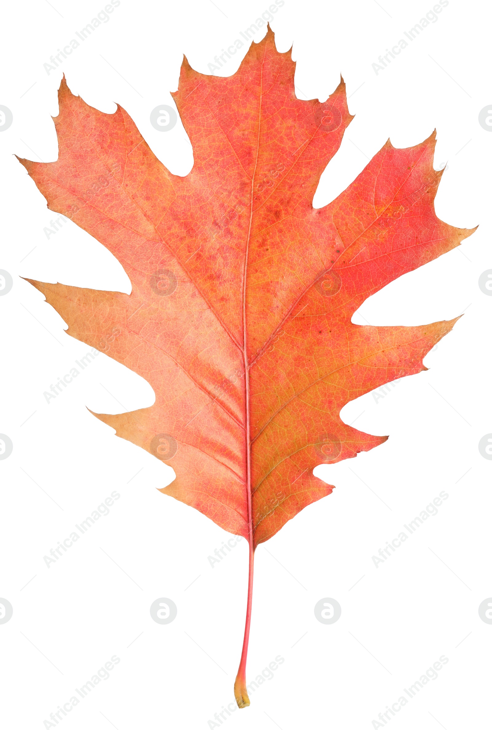 Photo of Autumn season. Oak leaf isolated on white