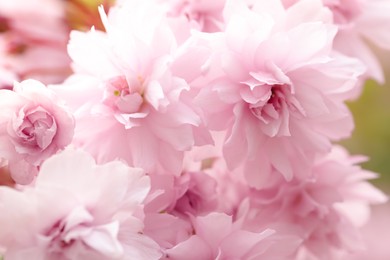 Beautiful pink sakura blossom on blurred background, closeup