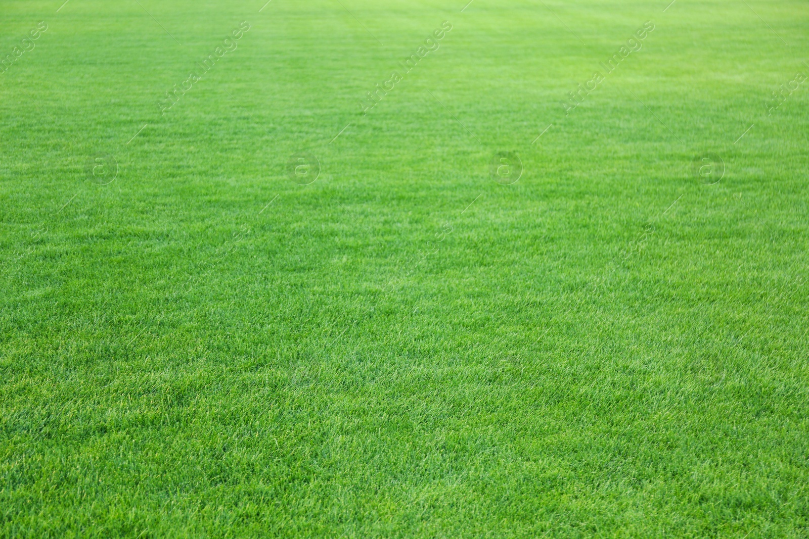 Photo of Green lawn with fresh grass as background