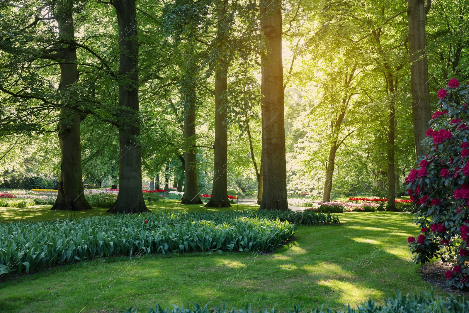 Photo of Park with beautiful flowers, trees and blooming bushes on sunny day. Spring season