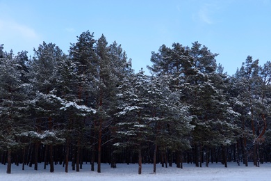 Picturesque view of beautiful forest covered with snow