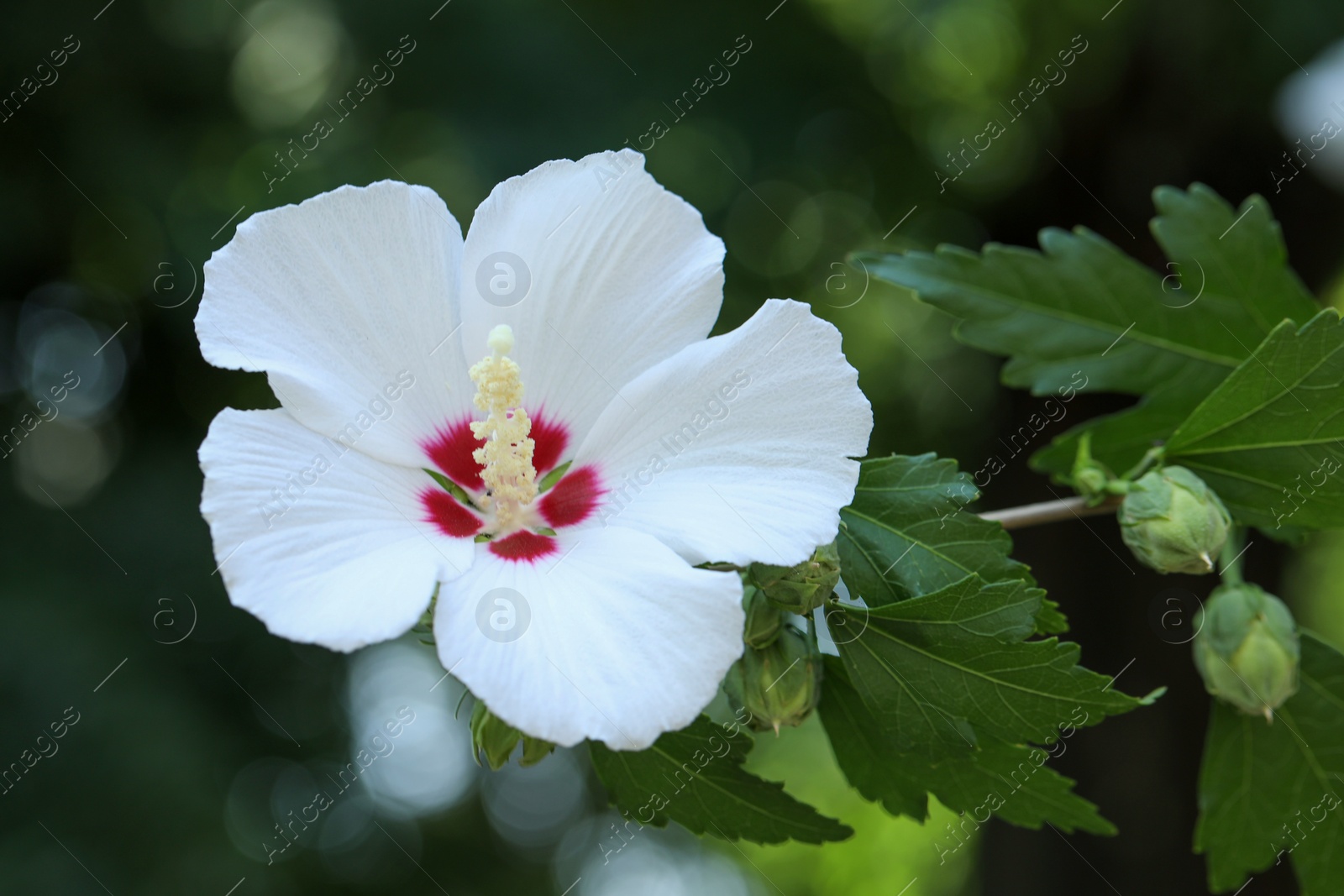 Photo of Beautiful hibiscus flower growing outdoors, closeup view