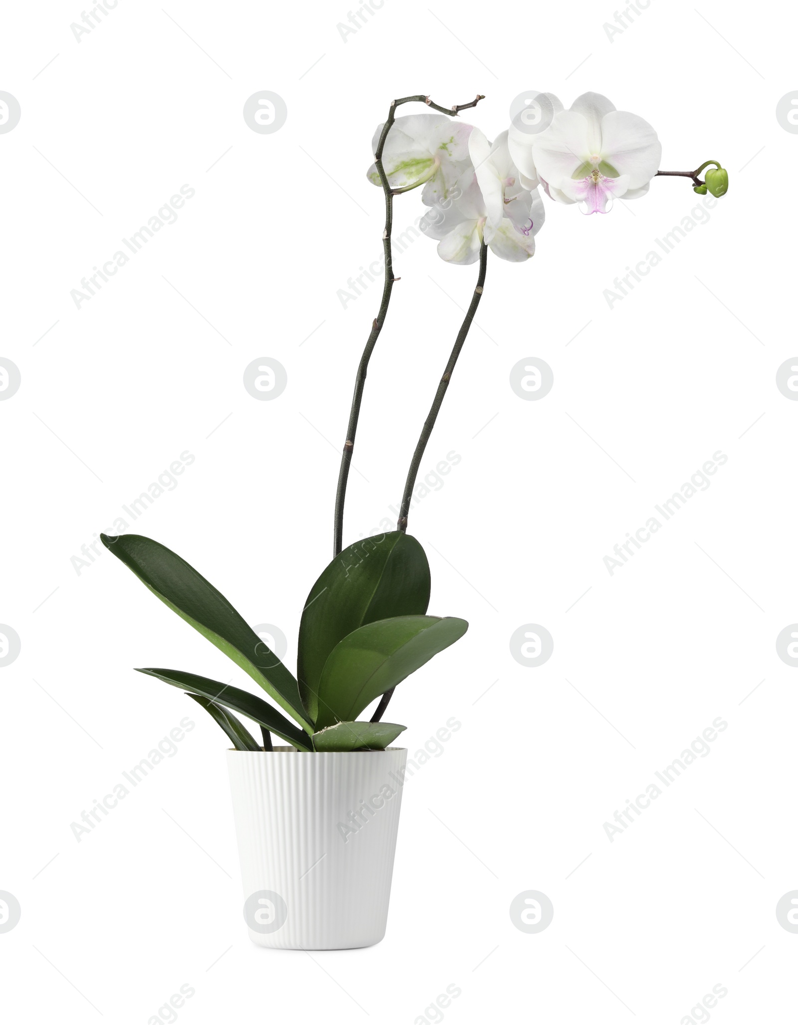 Photo of Blooming orchid flower in pot isolated on white