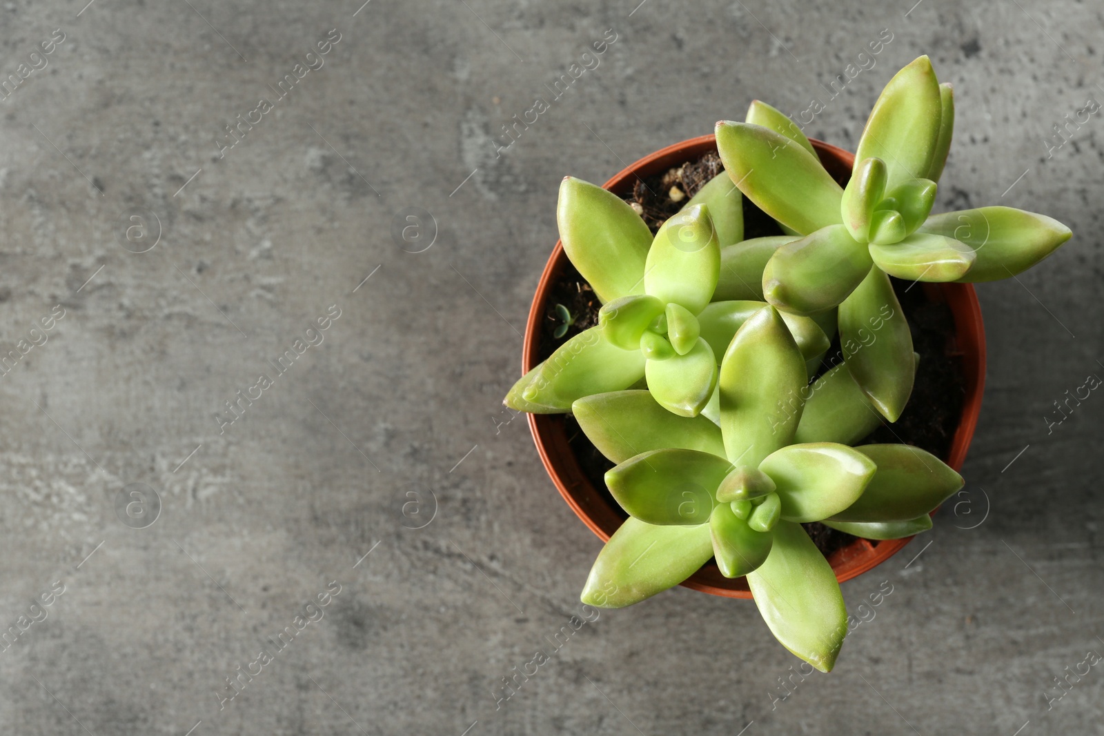 Photo of Beautiful echeverias in pot on grey background, top view with space for text. Succulent plants