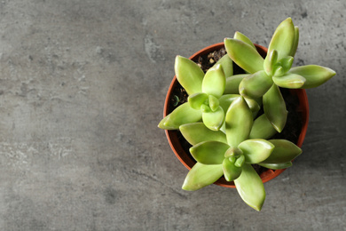 Beautiful echeverias in pot on grey background, top view with space for text. Succulent plants