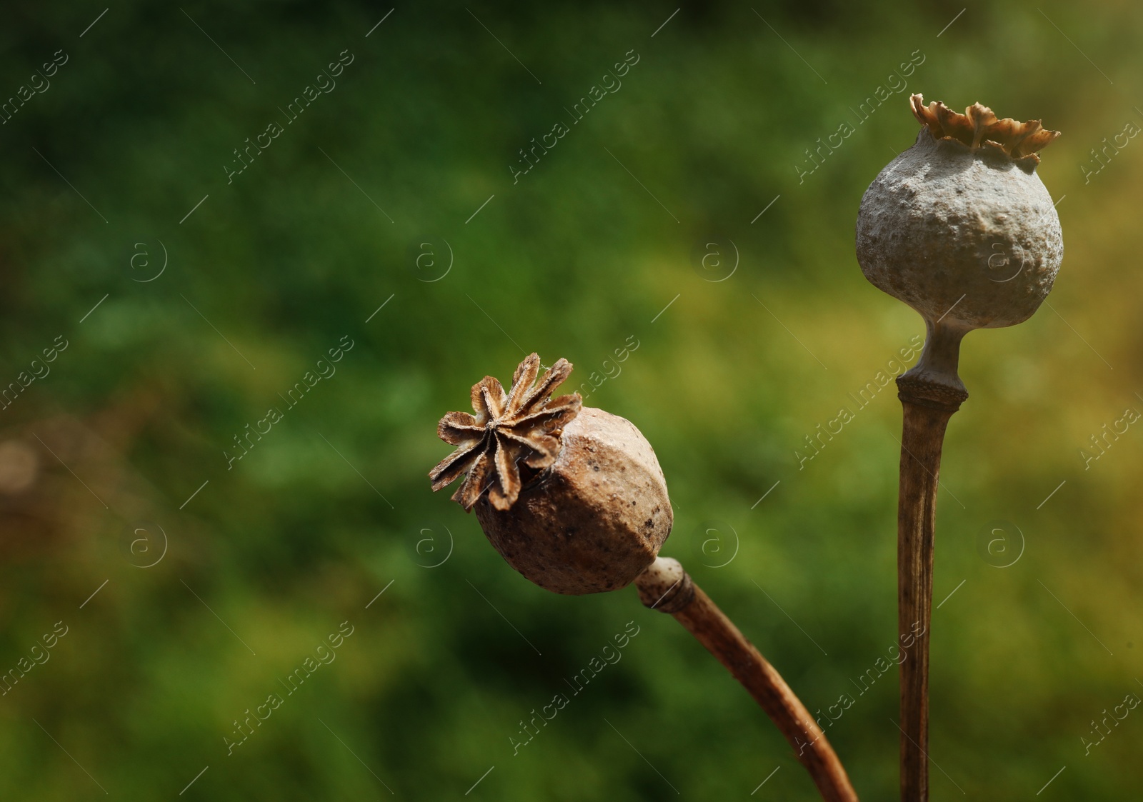 Photo of Dry poppy heads outdoors, closeup. Space for text