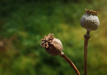 Photo of Dry poppy heads outdoors, closeup. Space for text