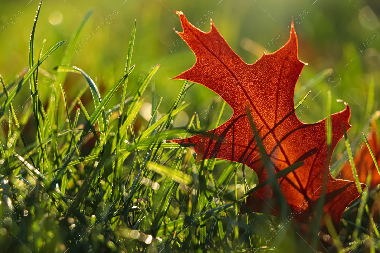 Photo of Beautiful fallen leaf among green grass outdoors on sunny autumn day, closeup. Space for text