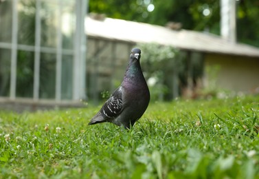Photo of Beautiful grey dove on green grass outdoors