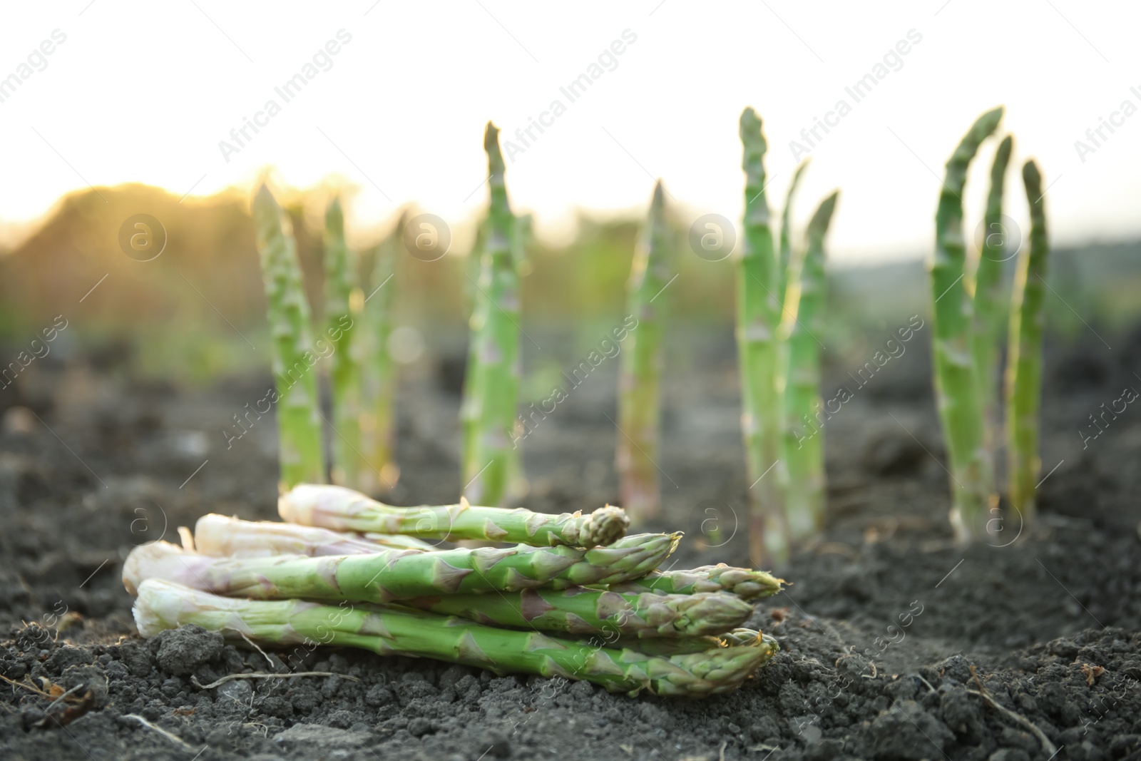 Photo of Pile of fresh asparagus on ground outdoors