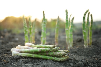 Photo of Pile of fresh asparagus on ground outdoors