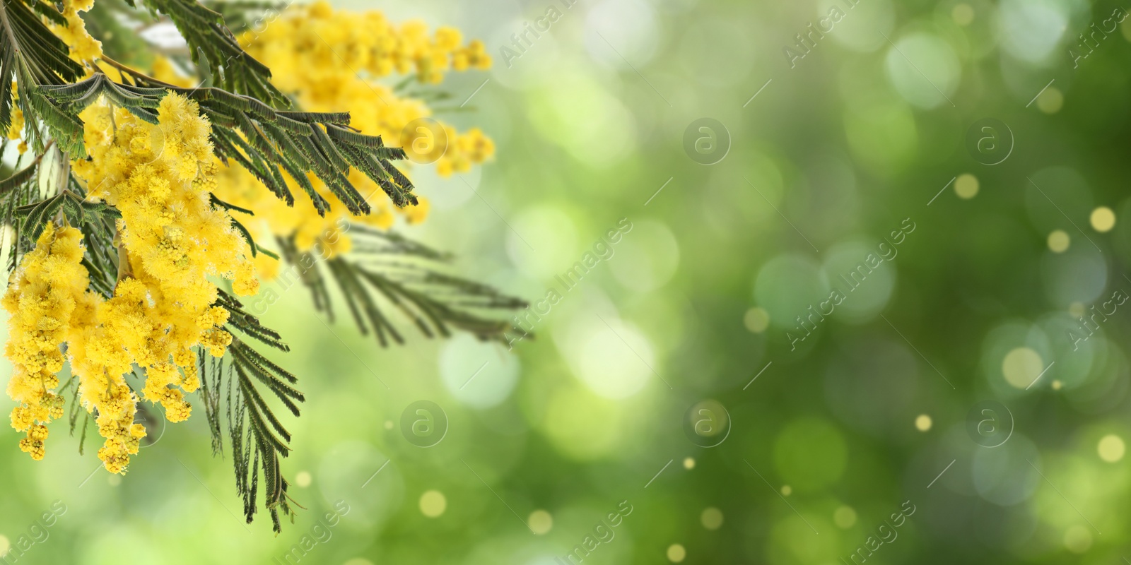 Image of Beautiful yellow mimosa flowers outdoors on sunny day, space for text. Banner design