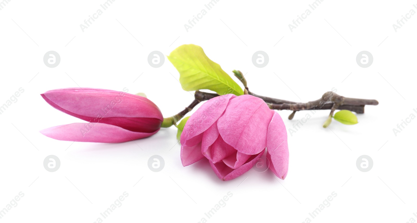 Photo of Beautiful pink magnolia flowers isolated on white