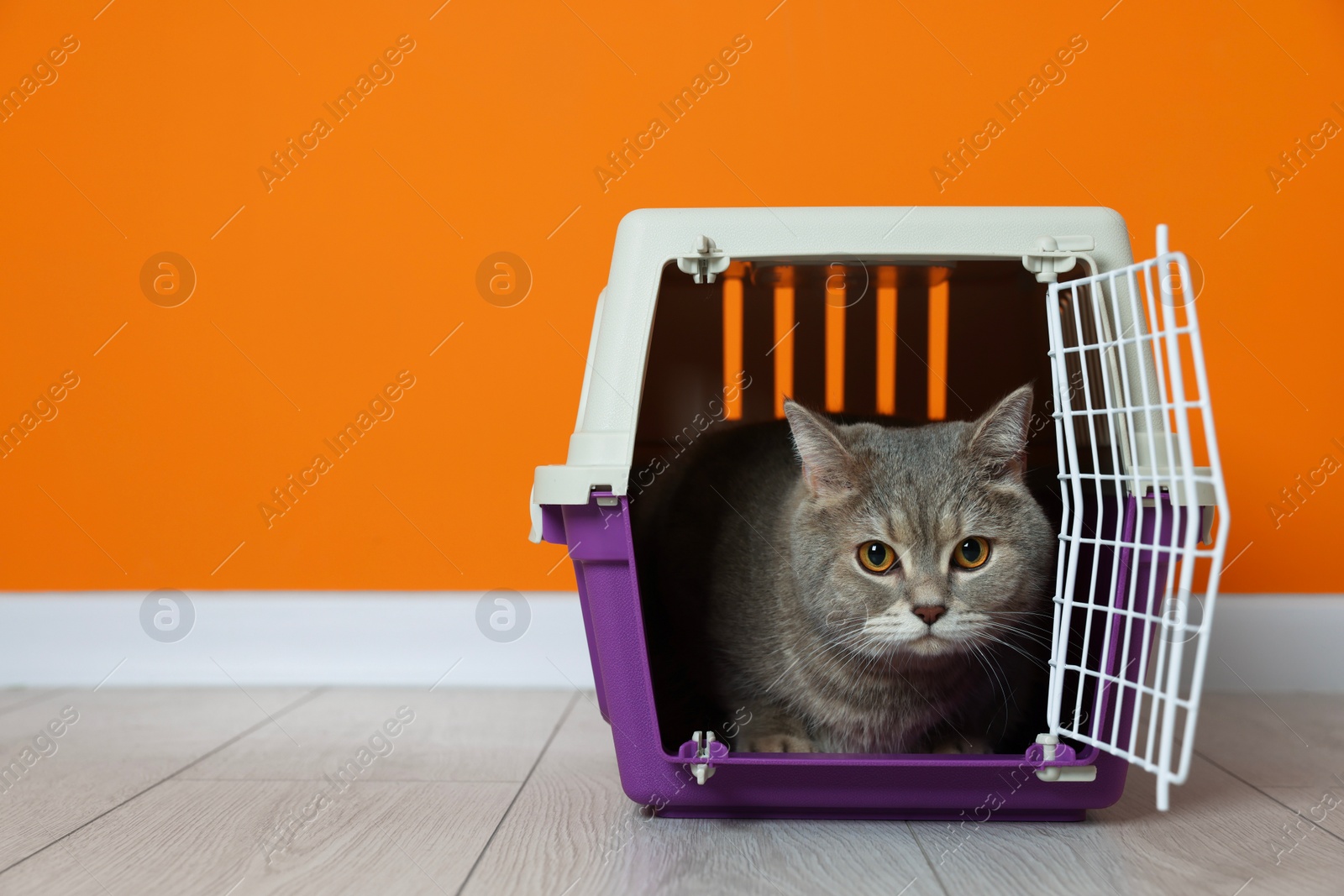 Photo of Travel with pet. Cute cat in carrier on floor near orange wall indoors, space for text