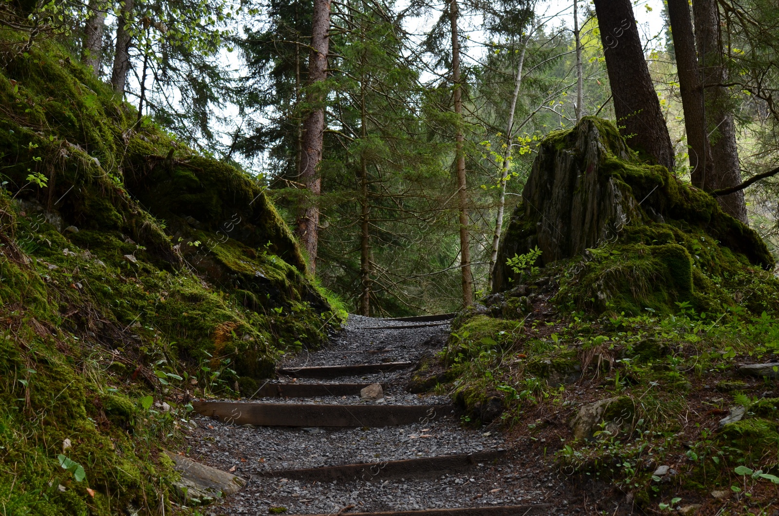 Photo of Beautiful view of stairs among trees and moss on ground in forest