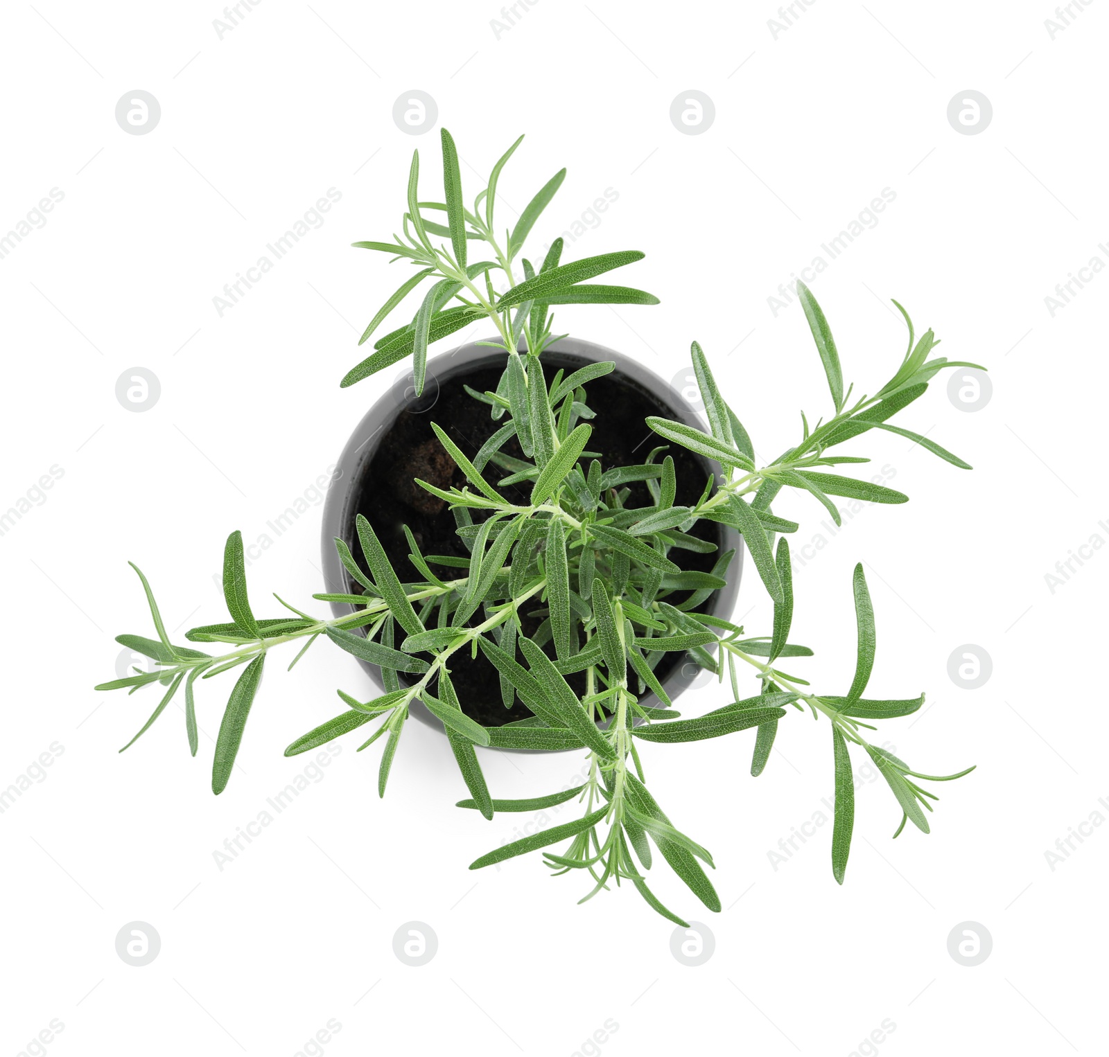 Photo of Aromatic green rosemary in pot isolated on white, top view