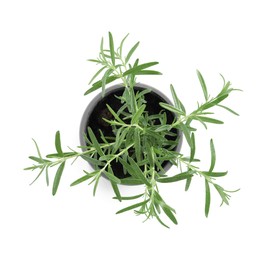 Aromatic green rosemary in pot isolated on white, top view