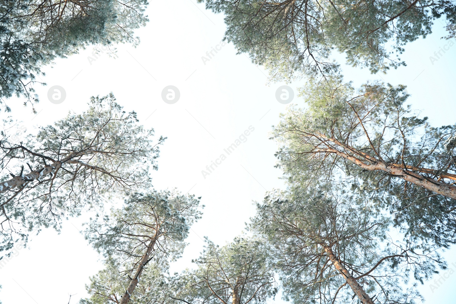 Photo of Beautiful view on sky through coniferous tree branches